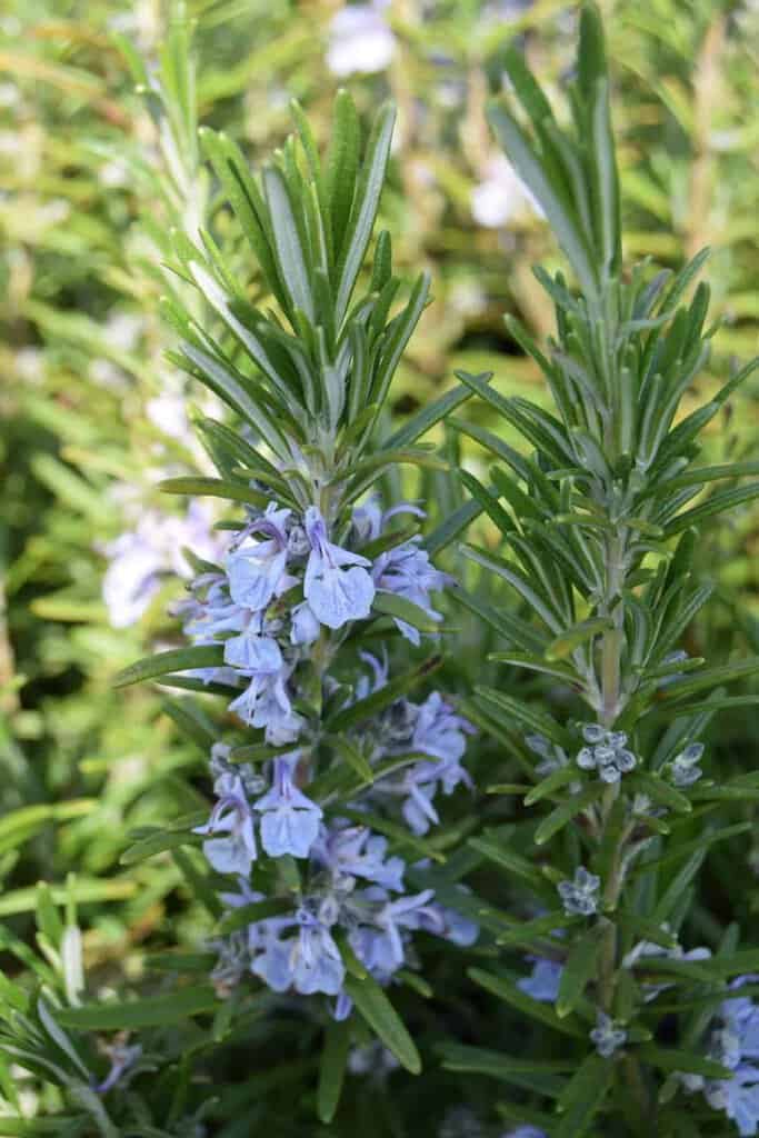 Rosmarinus officinalis ---
